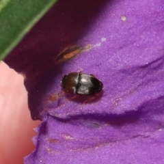 Aethina sp. (genus) at Acton, ACT - 12 Oct 2022