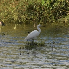 Egretta garzetta (Little Egret) at Bowen, QLD - 28 Apr 2022 by TerryS