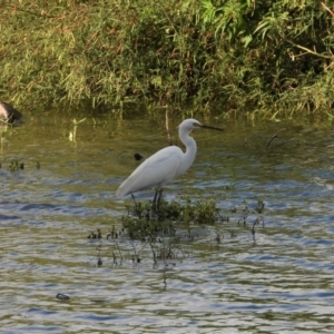 Egretta garzetta at Bowen, QLD - 28 Apr 2022