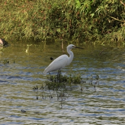 Egretta garzetta (Little Egret) at Bowen, QLD - 28 Apr 2022 by TerryS