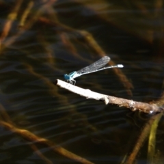 Pseudagrion sp. (genus) (Riverdamsel) at Bowen, QLD - 28 Apr 2022 by TerryS