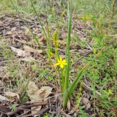 Bulbine bulbosa (Golden Lily) at O'Malley, ACT - 12 Oct 2022 by Mike