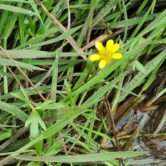 Ranunculus amphitrichus (Small River Buttercup) at O'Malley, ACT - 13 Oct 2022 by Mike