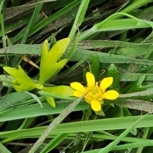 Ranunculus amphitrichus at O'Malley, ACT - 13 Oct 2022