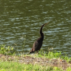 Anhinga novaehollandiae (Australasian Darter) at Bowen, QLD - 28 Apr 2022 by TerryS