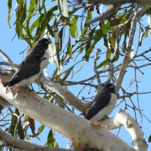 Artamus leucorynchus at Bowen, QLD - 28 Apr 2022