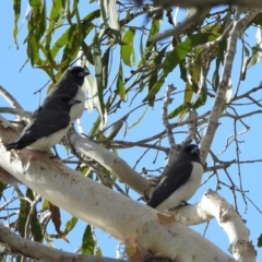 Artamus leucorynchus (White-breasted Woodswallow) at Bowen, QLD - 28 Apr 2022 by TerryS