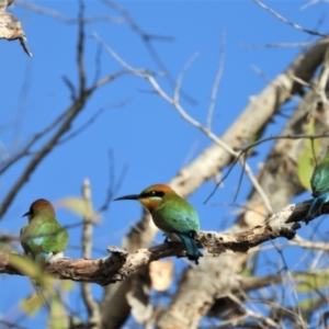 Merops ornatus at Bowen, QLD - 28 Apr 2022