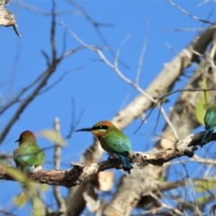 Merops ornatus (Rainbow Bee-eater) at Bowen, QLD - 28 Apr 2022 by TerryS
