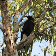 Strepera graculina (Pied Currawong) at Bowen, QLD - 28 Apr 2022 by TerryS