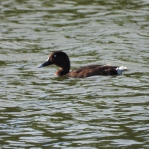 Aythya australis at Bowen, QLD - 28 Apr 2022