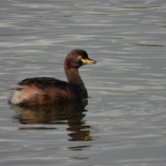 Tachybaptus novaehollandiae (Australasian Grebe) at Bowen, QLD - 28 Apr 2022 by TerryS