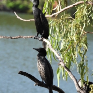 Phalacrocorax sulcirostris at Bowen, QLD - 28 Apr 2022