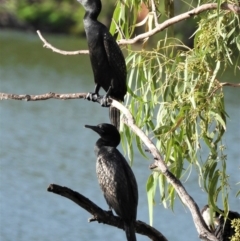 Phalacrocorax sulcirostris (Little Black Cormorant) at Bowen, QLD - 28 Apr 2022 by TerryS