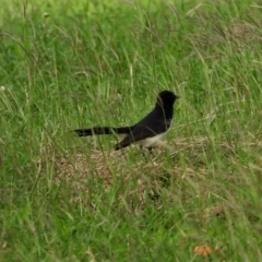 Rhipidura leucophrys (Willie Wagtail) at Bowen, QLD - 28 Apr 2022 by TerryS