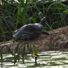 Emydura macquarii kreffti (Krefft's Turtle) at Bowen, QLD - 28 Apr 2022 by TerryS