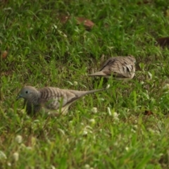 Geopelia placida (Peaceful Dove) at Bowen, QLD - 28 Apr 2022 by TerryS