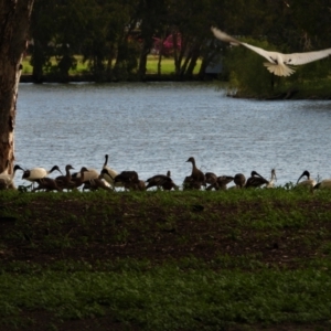 Dendrocygna eytoni at Bowen, QLD - 28 Apr 2022