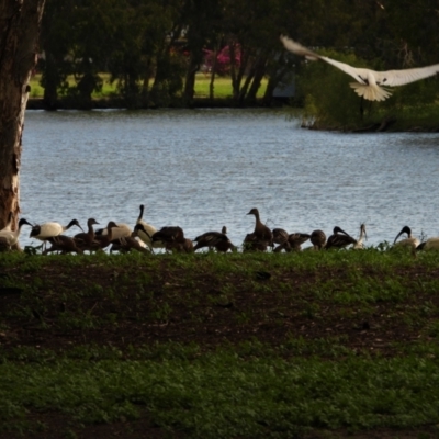 Dendrocygna eytoni (Plumed Whistling-Duck) at Bowen, QLD - 28 Apr 2022 by TerryS