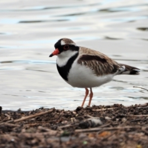 Charadrius melanops at Bowen, QLD - 28 Apr 2022