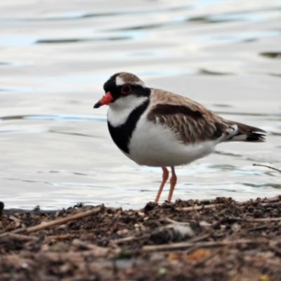 Charadrius melanops (Black-fronted Dotterel) at Bowen, QLD - 28 Apr 2022 by TerryS