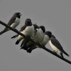 Artamus leucorynchus (White-breasted Woodswallow) at Bowen, QLD - 28 Apr 2022 by TerryS