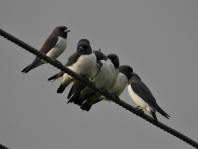 Artamus leucorynchus (White-breasted Woodswallow) at Bowen, QLD - 28 Apr 2022 by TerryS