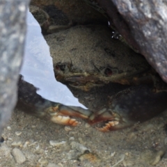 Scylla serrata at Bowen, QLD - 29 Apr 2022 by TerryS