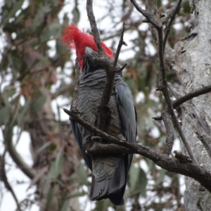 Callocephalon fimbriatum at O'Malley, ACT - 13 Oct 2022