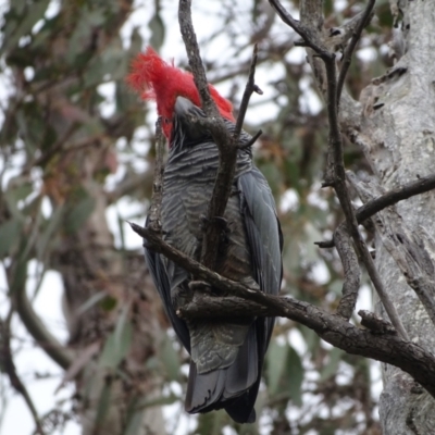 Callocephalon fimbriatum (Gang-gang Cockatoo) at Mount Mugga Mugga - 12 Oct 2022 by Mike