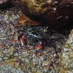 Unverified Crab at Bowen, QLD - 29 Apr 2022 by TerryS