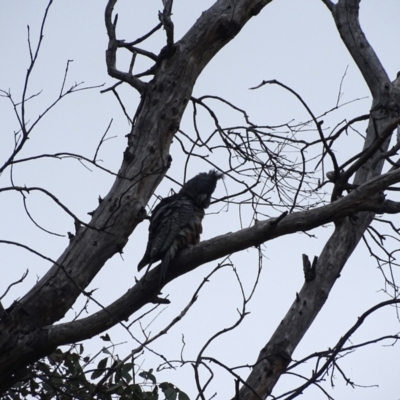 Callocephalon fimbriatum (Gang-gang Cockatoo) at Mount Mugga Mugga - 12 Oct 2022 by Mike