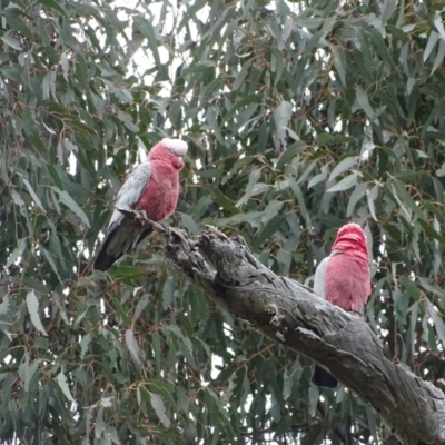 Eolophus roseicapilla (Galah) at Mount Mugga Mugga - 12 Oct 2022 by Mike