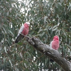 Eolophus roseicapilla (Galah) at O'Malley, ACT - 12 Oct 2022 by Mike