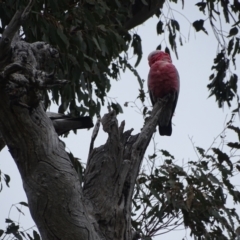 Eolophus roseicapilla at O'Malley, ACT - 13 Oct 2022