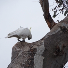 Cacatua galerita (Sulphur-crested Cockatoo) at Mount Mugga Mugga - 12 Oct 2022 by Mike