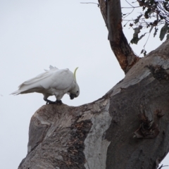 Cacatua galerita (Sulphur-crested Cockatoo) at O'Malley, ACT - 12 Oct 2022 by Mike