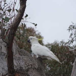 Cacatua galerita at O'Malley, ACT - 13 Oct 2022