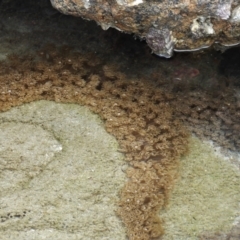 Mopsella sp. at Bowen, QLD - 29 Apr 2022 by TerryS