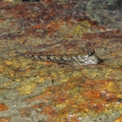 Unverified other marine invertebrate at Bowen, QLD - 29 Apr 2022 by TerryS