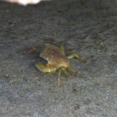 Unidentified Crab at Bowen, QLD - 29 Apr 2022 by TerryS