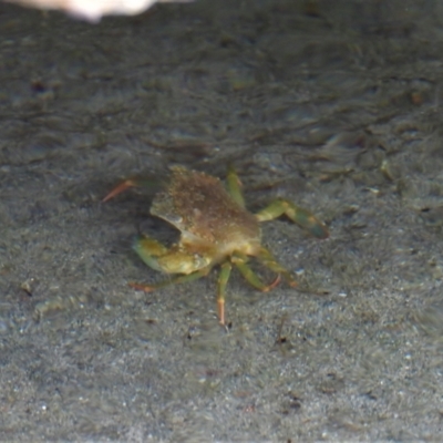 Unverified Crab at Bowen, QLD - 29 Apr 2022 by TerryS
