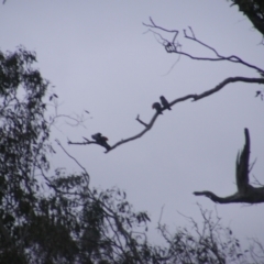 Callocephalon fimbriatum (Gang-gang Cockatoo) at Mount Mugga Mugga - 12 Oct 2022 by MichaelMulvaney