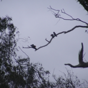 Callocephalon fimbriatum at O'Malley, ACT - 13 Oct 2022