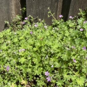 Geranium molle at Giralang, ACT - 10 Oct 2022 11:39 AM