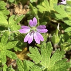 Geranium molle at Giralang, ACT - 10 Oct 2022