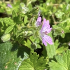 Geranium molle at Giralang, ACT - 10 Oct 2022 11:39 AM