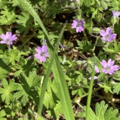 Geranium molle at Giralang, ACT - 10 Oct 2022 11:39 AM