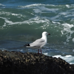 Chroicocephalus novaehollandiae (Silver Gull) at Bowen, QLD - 29 Apr 2022 by TerryS