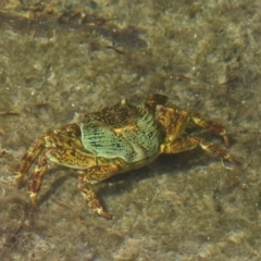 Unidentified Crab (TBC) at Bowen, QLD - 29 Apr 2022 by TerryS